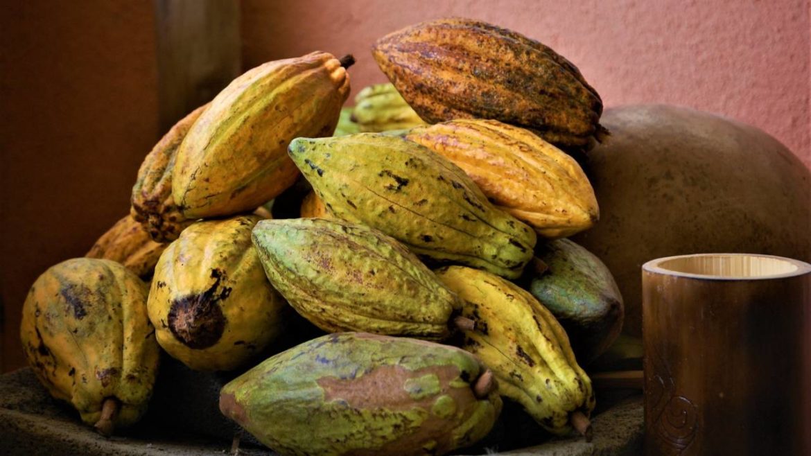 Suplemento de cacau Suplemento de cacau