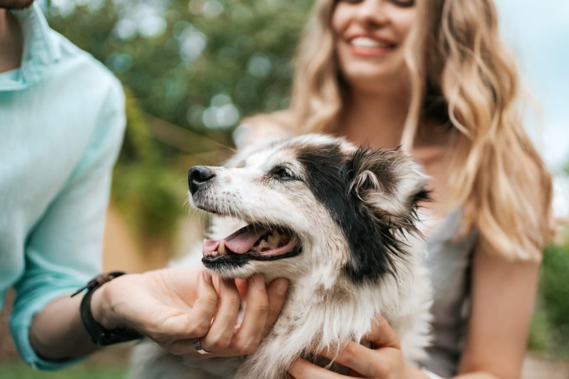 Petcare amplia mercado da beleza com produtos de luxo e terapias para animais